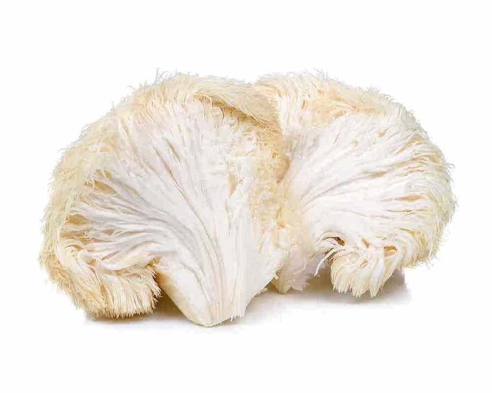 Lion’s Mane – 100 g